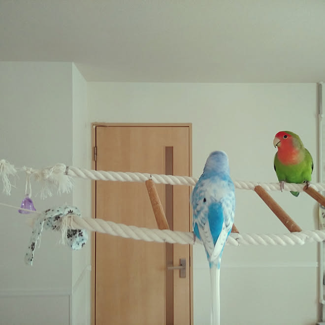 リビング セキセイインコ 犬 いぬと暮らす 鳥 などのインテリア実例 19 07 11 36 Roomclip ルームクリップ