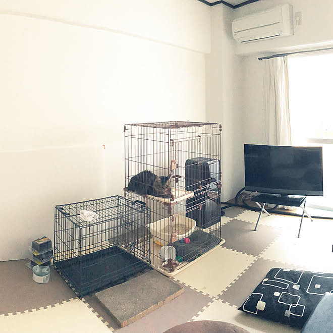 リビング 6畳 猫のいる暮らしのインテリア実例 18 10 28 09 51 01 Roomclip ルームクリップ