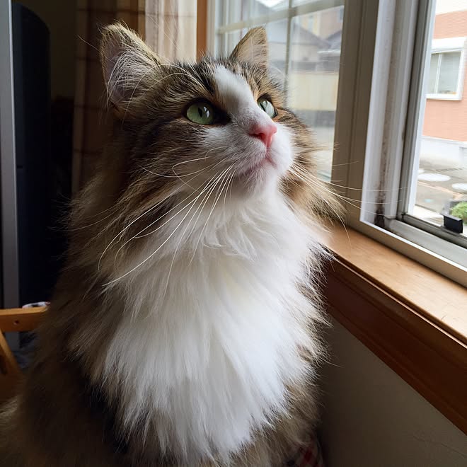 ノルウェージャン フォレスト キャット: 品種プロフィール、特徴、飼育方法
