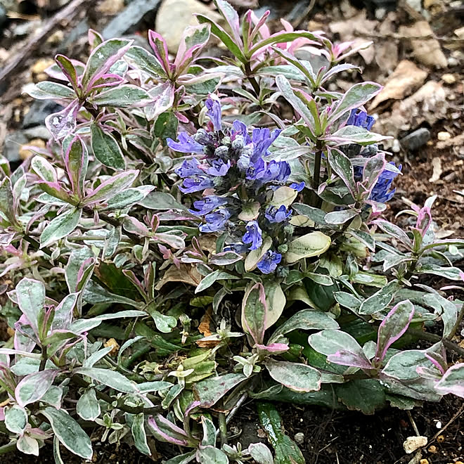 アジュガ ディキシーチップ アジュガ 花のある暮らし 日々の生活を楽しむ 庭の花 などのインテリア実例 04 12 14 23 21 Roomclip ルームクリップ