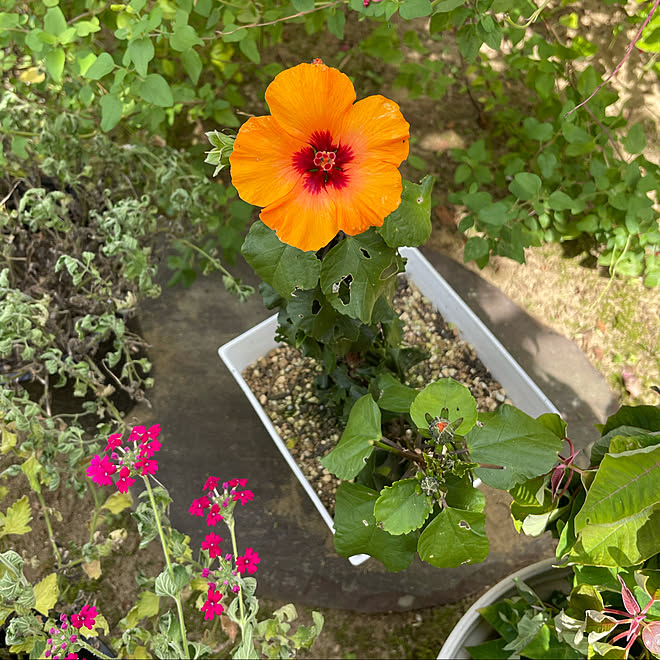 今年の春植えた木が繁ってます ミニハイビスカス オレンジ 南の庭 晴れ27 秋の陽射しはまだ暑い などのインテリア実例 21 09 17 12 28 46 Roomclip ルームクリップ