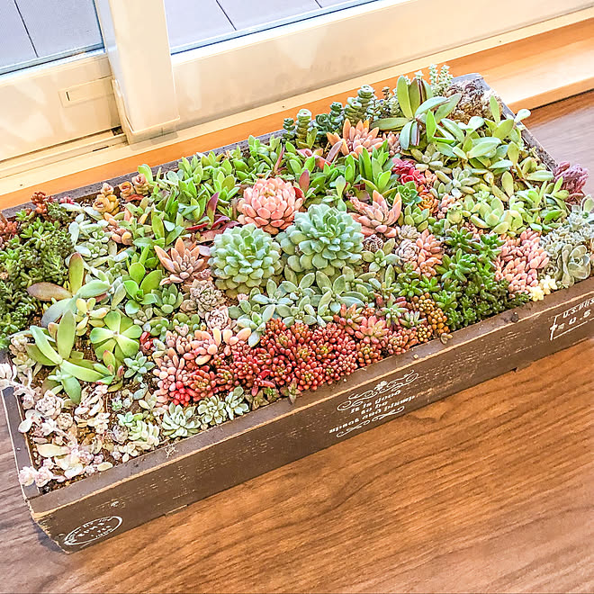 ブライワックス ウッドボックス 木箱diy 多肉植物のある暮らし セダム寄せ植え などのインテリア実例 04 11 01 32 14 Roomclip ルームクリップ