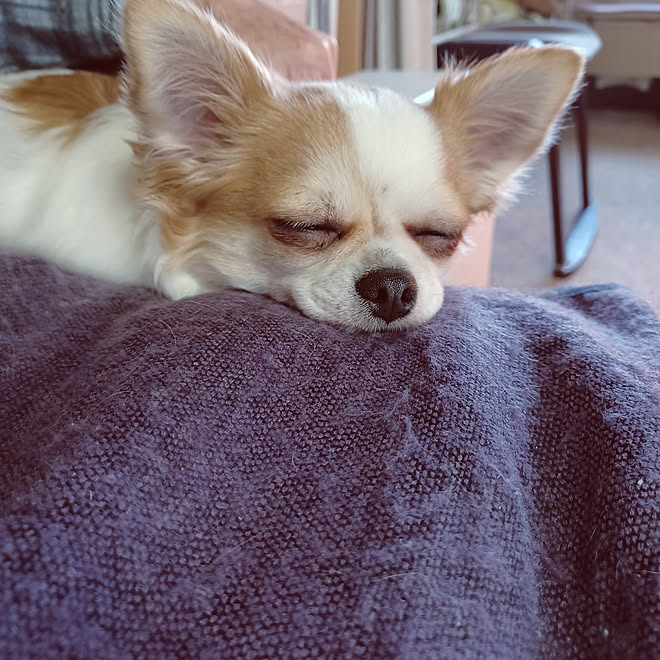 リビング 癒されてます 犬バカ 犬のいる暮らし 犬は家族 などのインテリア実例 22 03 19 17 09 35 Roomclip ルームクリップ