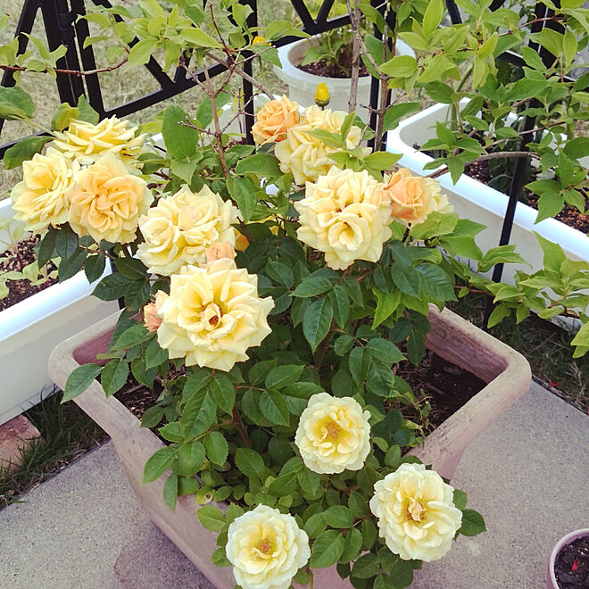 玄関 入り口 ミニバラ 花のある暮らし 黄色のバラ 寄せ植えのインテリア実例 06 03 21 50 30 Roomclip ルームクリップ