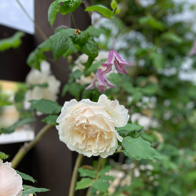 パゴダ マダムアルフレッドキャリエール 庭のある暮らし バラ つるバラ などのインテリア実例 22 05 12 07 43 28 Roomclip ルームクリップ