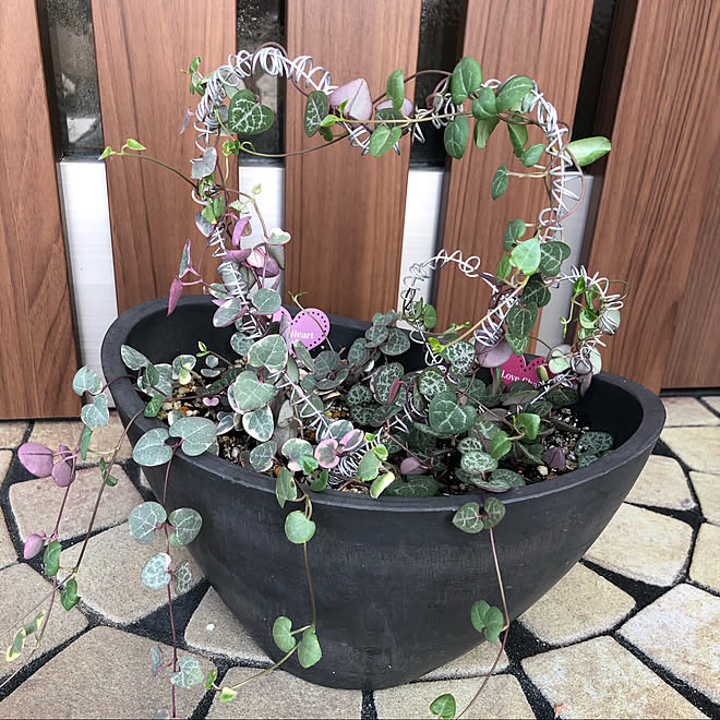 ラブチェーン ハートカズラ 多肉植物 観葉植物 ガーデニング などのインテリア実例 11 08 07 35 41 Roomclip ルームクリップ ラブチェーン ハートカズラ 多肉植物 観葉植物 ガーデニング などのインテリア実例 11 08 07 35 41 Roomclip ルームクリップ