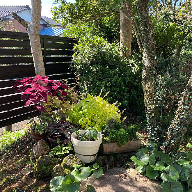 玄関 Diy 古民家 ナチュラル雑貨 多肉棚 などのインテリア実例 21 09 16 19 53 Roomclip ルームクリップ