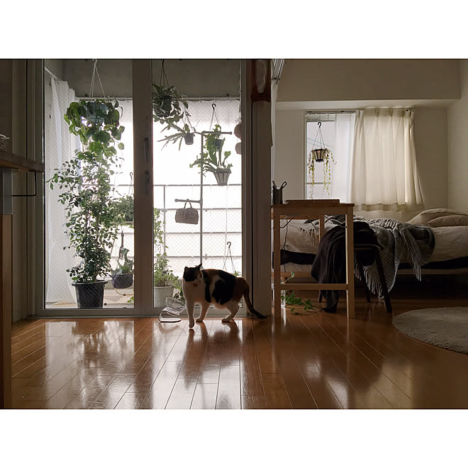 部屋全体 猫のいる部屋 猫のいる生活 猫のいる暮らし 角部屋 などのインテリア実例 19 01 19 58 06 Roomclip ルームクリップ