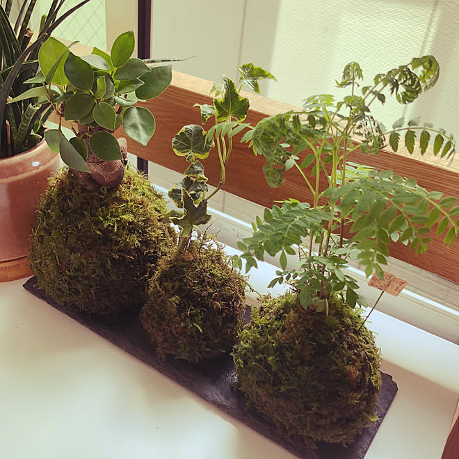 一人暮らし/観葉植物/テレビ周り/多肉植物/棚のインテリア実例 - 2019-11-14 21:58:14