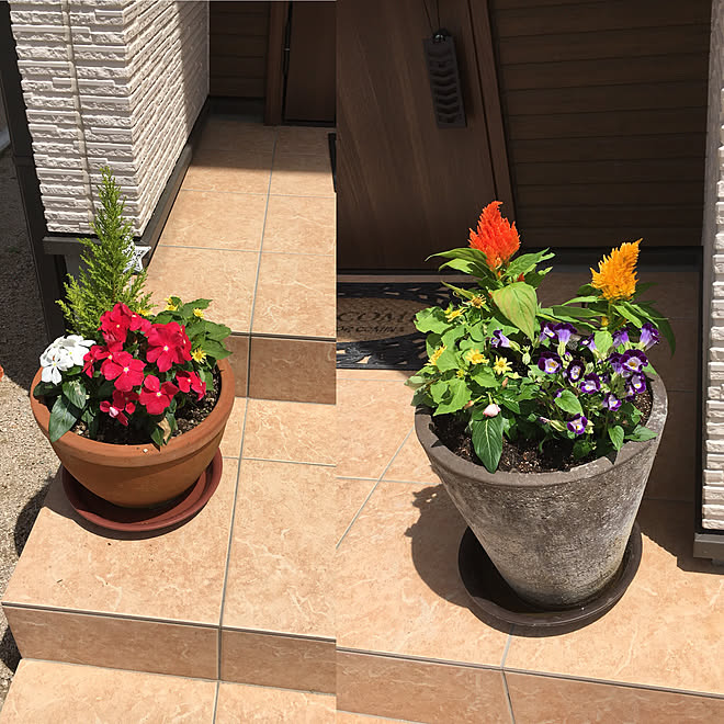 玄関 入り口 お庭を何とかしたい 初めて お花のある暮らし 初めてのガーデニングのインテリア実例 18 06 17 10 49 16 Roomclip ルームクリップ