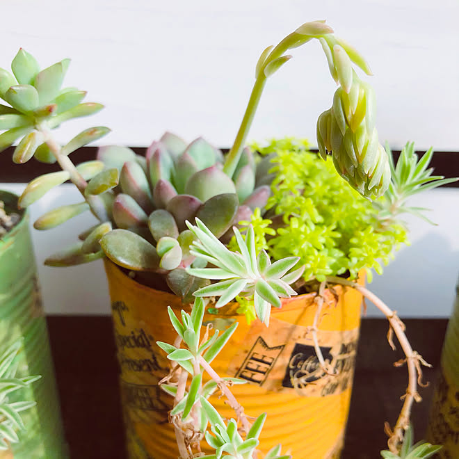 これは 自作リメ缶 多肉寄せ植え 植物のある暮らし イベント参加します などのインテリア実例 21 03 30 23 07 44 Roomclip ルームクリップ