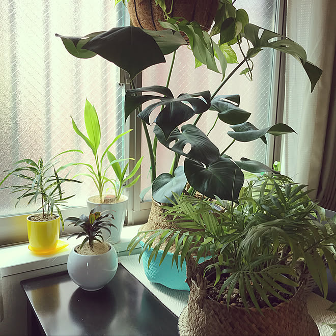 机 Wish ナチュラル 観葉植物のインテリア実例 18 07 21 10 38 37 Roomclip ルームクリップ
