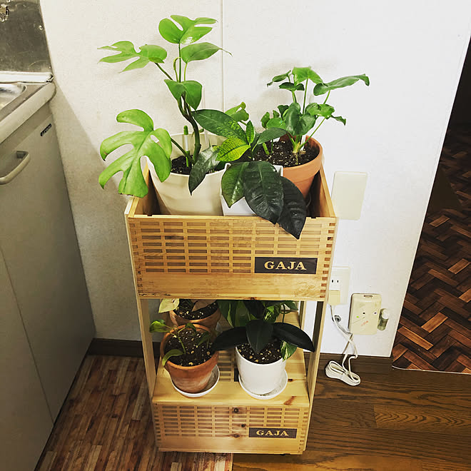 ダイソー Diy 観葉植物 ワイン木箱 棚のインテリア実例 21 05 04 08 37 35 Roomclip ルームクリップ