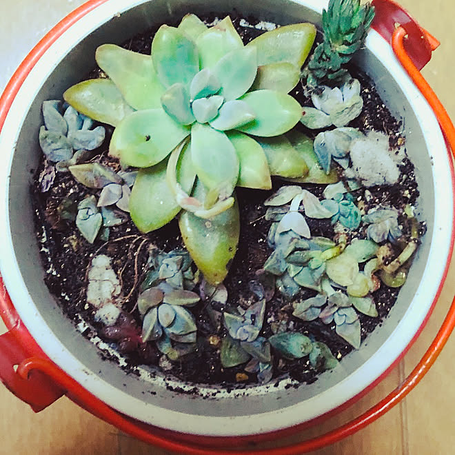 ベランダ 多肉植物 寄せ植えして鉢の整理中と増やし中のインテリア実例 05 26 23 59 40 Roomclip ルームクリップ