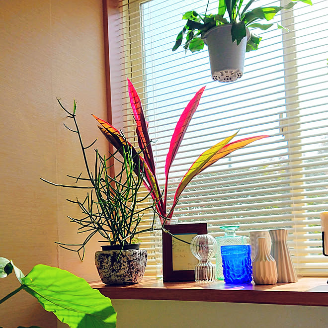 棚 シンプルにすっきりと暮らす 吊るすグリーン ダイソーのフラワーベース 観葉植物の飾り方 などのインテリア実例 19 04 06 09 23 48 Roomclip ルームクリップ 棚 シンプルにすっきりと暮らす 吊るすグリーン ダイソーのフラワーベース 観葉植物の飾り方 などのインテリア実例 19 04 06 09 23 48 Roomclip ルームクリップ