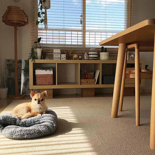 棚 リサラーソン ペット チワワ 犬のいる暮らし などのインテリア実例 18 02 21 19 15 42 Roomclip ルームクリップ