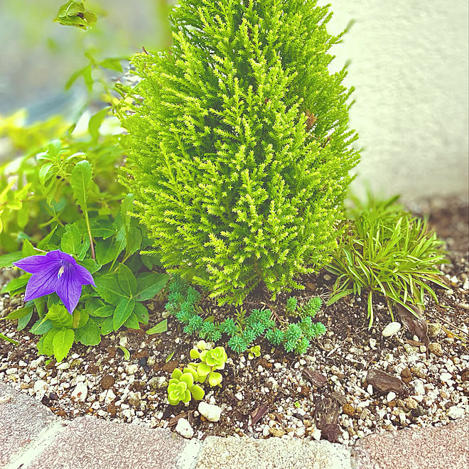 門柱花壇 キキョウ セダム ゴールドクレスト 花のある暮らし などのインテリア実例 22 09 08 17 46 03 Roomclip ルームクリップ