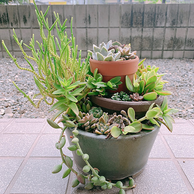 多肉植物 ブロークンポットガーデン 昭和レトロ ひとり暮らし 玄関 入り口のインテリア実例 08 07 15 41 48 Roomclip ルームクリップ