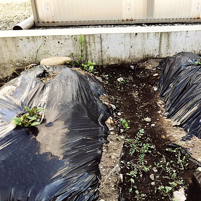 家庭菜園 庭 ガーデニング初心者 Glホーム おうちじかん などのインテリア実例 05 07 16 24 50 Roomclip ルームクリップ