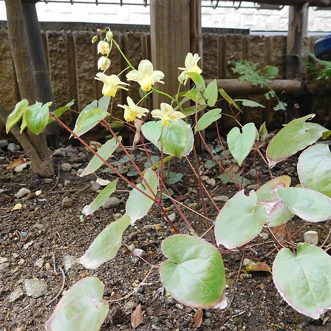 和風 狭い庭 坪庭 日陰の庭 イカリソウ 山野草 などのインテリア実例 22 04 11 23 10 44 Roomclip ルームクリップ