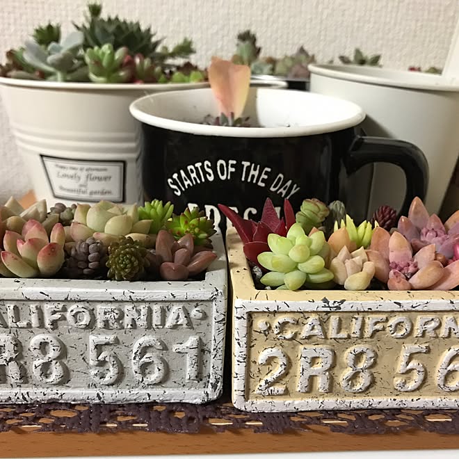 多肉植物 セリア セメント鉢 100均 キャンドゥ などのインテリア実例 17 01 24 22 52 48 Roomclip ルームクリップ