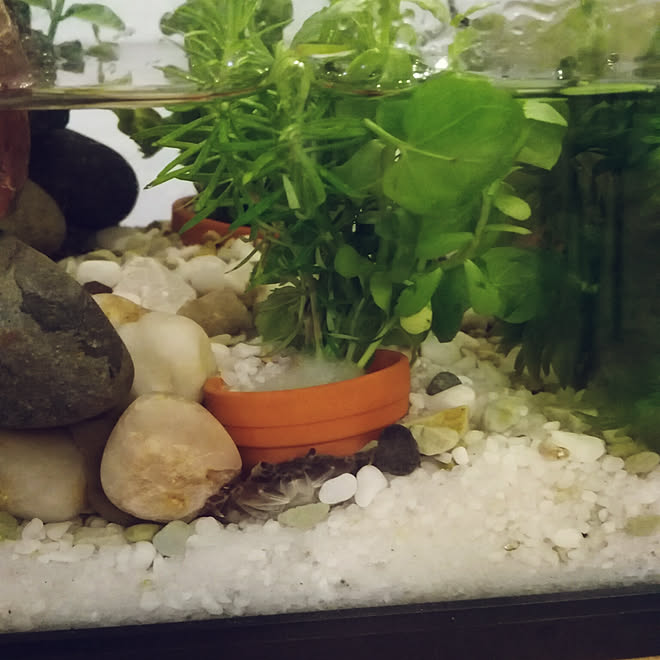 机 サワガニ 水草 カニちゃんのインテリア実例 18 09 14 19 11 33 Roomclip ルームクリップ 机 サワガニ 水草 カニちゃんのインテリア実例 18 09 14 19 11 33 Roomclip ルームクリップ