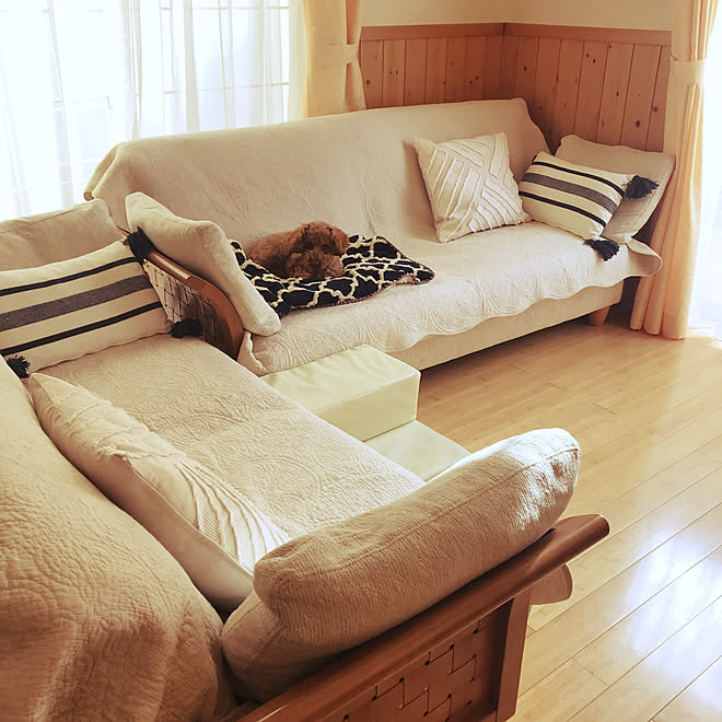 クッションカバー ニトリ 犬のいる暮らし ソファ リビングのインテリア実例 21 01 17 10 01 47 Roomclip ルームクリップ