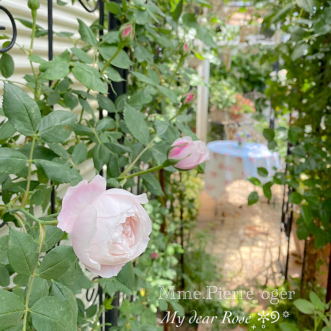 おうち時間 ガーデニング 手作りの庭 小さな庭 イングリッシュガーデン などのインテリア実例 05 01 07 50 02 Roomclip ルームクリップ