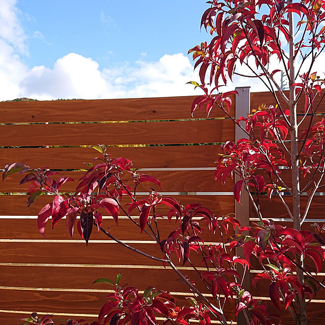 玄関 入り口 ウッドフェンス 常緑ヤマボウシ 紅葉 空 などのインテリア実例 21 11 23 11 39 21 Roomclip ルームクリップ