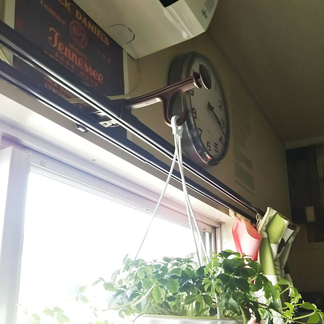 賃貸でも頑張る 植物のある暮らし ダイソー カーテンレールフック 観葉植物の飾り方 欲しかったやつやん などのインテリア実例 19 05 06 15 22 31 Roomclip ルームクリップ
