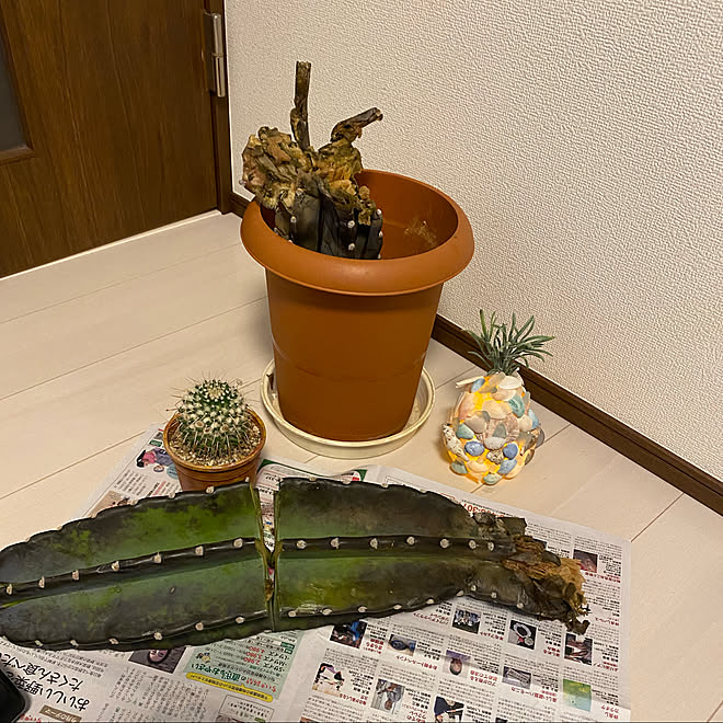 観葉植物大好き そんなバナナ ʚ ついに腐って倒れた柱サボテン みんなに感謝 皆いつも感謝です などのインテリア実例 21 09 23 23 45 28 Roomclip ルームクリップ 観葉植物大好き そんなバナナ ʚ ついに腐って倒れた柱サボテン みんなに感謝 皆いつも感謝です などのインテリア実例 21 09 23 23 45 28 Roomclip ルームクリップ