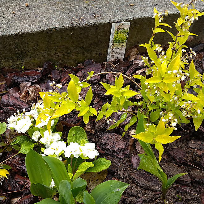 玄関 入り口 花壇 おぎはら植物園のインテリア実例 21 05 03 10 45 56 Roomclip ルームクリップ 玄関 入り口 花壇 おぎはら植物園のインテリア実例 21 05 03 10 45 56 Roomclip ルームクリップ