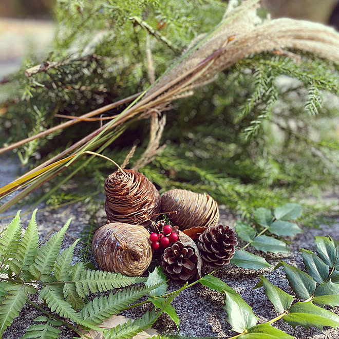シダローズ 松ぼっくり リース手作り クリスマスリース ガーデン などのインテリア実例 11 15 00 11 48 Roomclip ルームクリップ