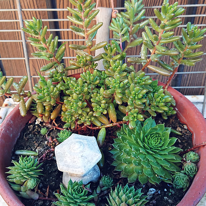 ベッド周り 楽しい時間 癒しの時間 石の置物 多肉植物 などのインテリア実例 19 11 02 15 57 10 Roomclip ルームクリップ