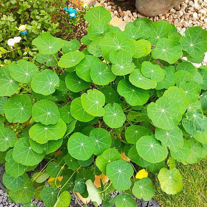 玄関 入り口 ガーデニング初心者 ナスタチウム 地植え 小さい花壇 などのインテリア実例 22 10 07 14 38 44 Roomclip ルームクリップ 玄関 入り口 ガーデニング初心者 ナスタチウム 地植え 小さい花壇 などのインテリア実例 22 10 07 14 38 44 Roomclip ルームクリップ