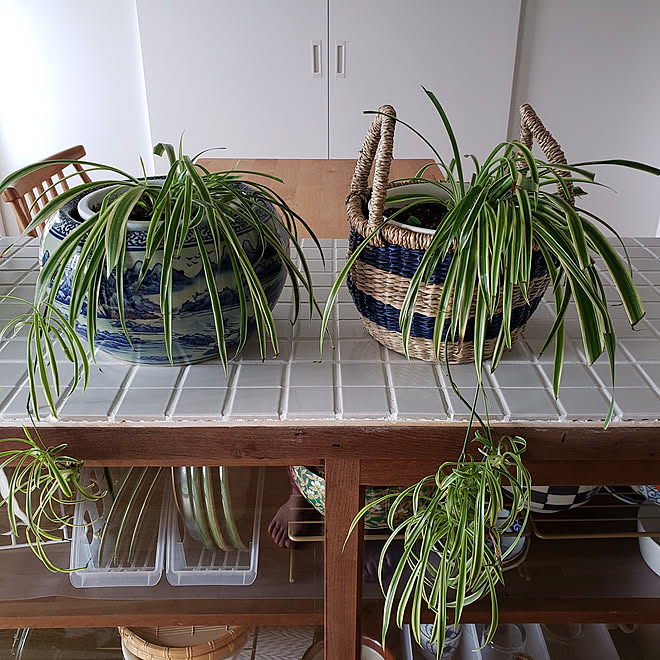 棚 観葉植物 オリヅルラン オリヅルランの株分け オリヅルランの植え替え などのインテリア実例 21 05 31 09 56 38 Roomclip ルームクリップ 棚 観葉植物 オリヅルラン オリヅルランの株分け オリヅルランの植え替え などのインテリア実例 21 05 31 09 56 38 Roomclip ルームクリップ