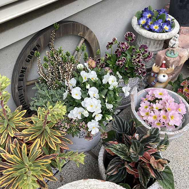 春の庭 お花が好き お花のある暮らし 庭造り ビオラ寄せ植え などのインテリア実例 22 03 17 10 03 22 Roomclip ルームクリップ