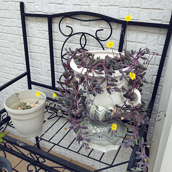 玄関 入り口 ルビーネックレスのお花 ドルフィンネックレス 多肉挑戦中 春分の日 だけど 寒い などのインテリア実例 22 03 21 13 23 34 Roomclip ルームクリップ