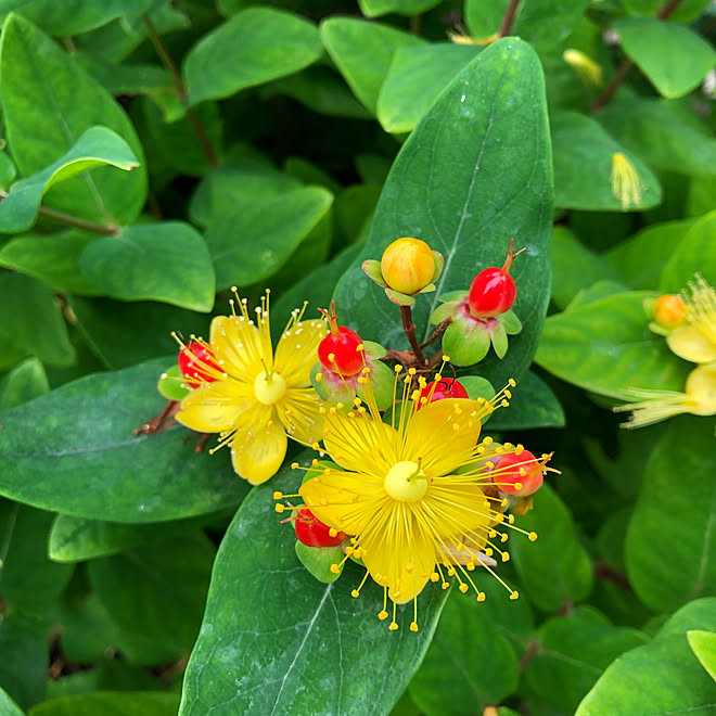 ヒペリカムの花と実 ヒペリカム ルビー 花のある暮らし 庭 季節を感じる暮らし などのインテリア実例 21 05 29 53 12 Roomclip ルームクリップ