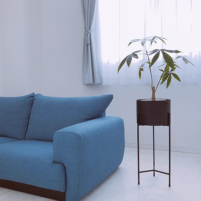 リビング パキラ スチールスタンドプランターポット イベント参加 ニトリ などのインテリア実例 18 04 24 14 07 35 Roomclip ルームクリップ