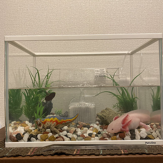 シュライヒ ウーパールーパー 水槽 玄関 入り口のインテリア実例 21 12 27 52 24 Roomclip ルームクリップ