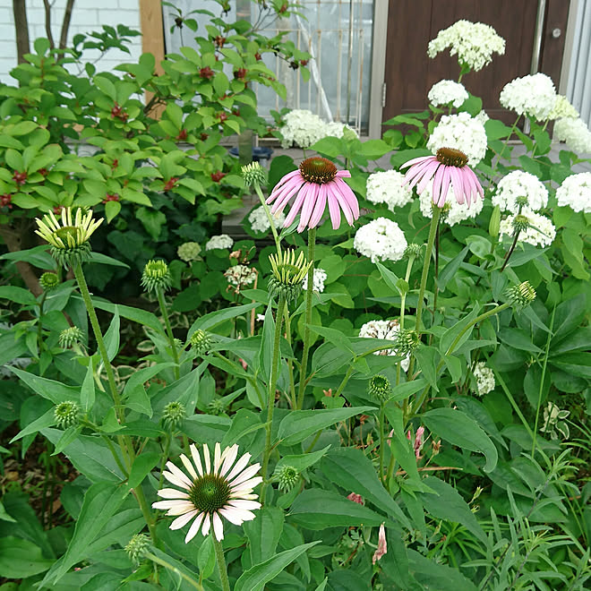 玄関 入り口 アナベル エキナセア 花壇 ガーデニング などのインテリア実例 18 06 08 17 51 00 Roomclip ルームクリップ 玄関 入り口 アナベル エキナセア 花壇 ガーデニング などのインテリア実例 18 06 08 17 51 00 Roomclip ルームクリップ