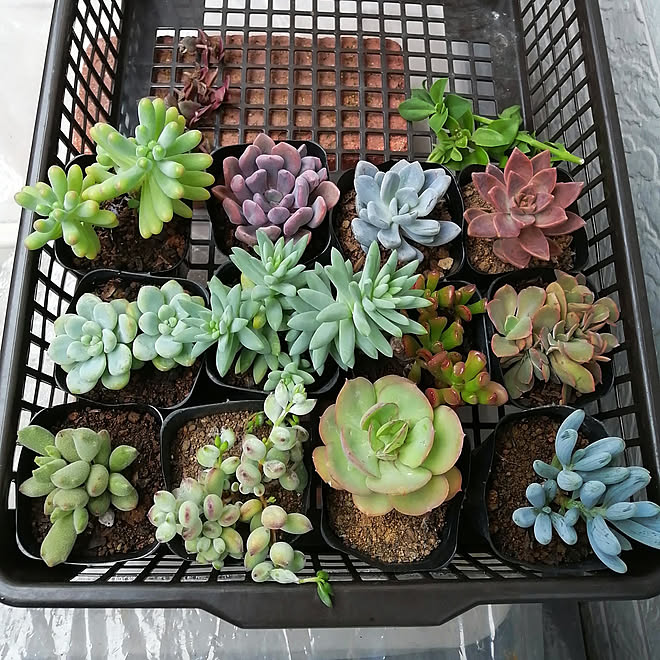 玄関 入り口 多肉植物 寄植え用 たにくちゃん寄せ植え 21 9 などのインテリア実例 21 09 04 13 32 03 Roomclip ルームクリップ