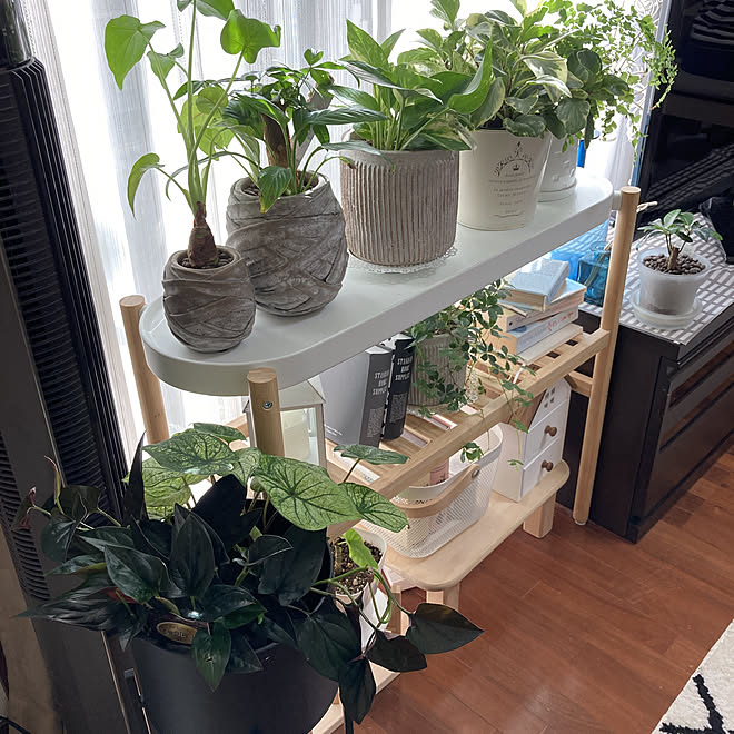 観葉植物のある暮らし Ikea シンゴニウム チョコレート シンゴニウム チョコレートシンゴシューム などのインテリア実例 21 07 19 16 28 57 Roomclip ルームクリップ