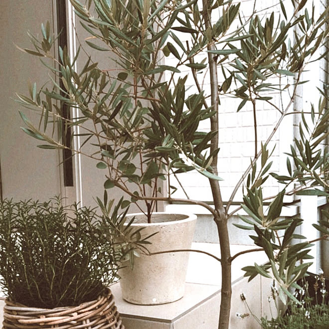 鉢 バスケット オリーブ ユーカリポポラス ローズマリー などのインテリア実例 10 08 12 29 Roomclip ルームクリップ