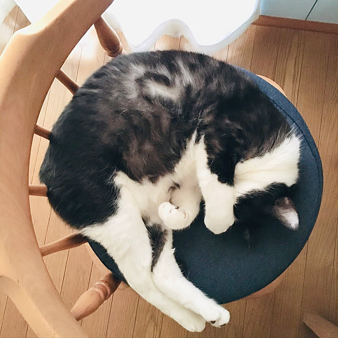 猫との暮らし/ねこのいる暮らし/机のインテリア実例 20200603 092256 ｜ RoomClip（ルームクリップ）