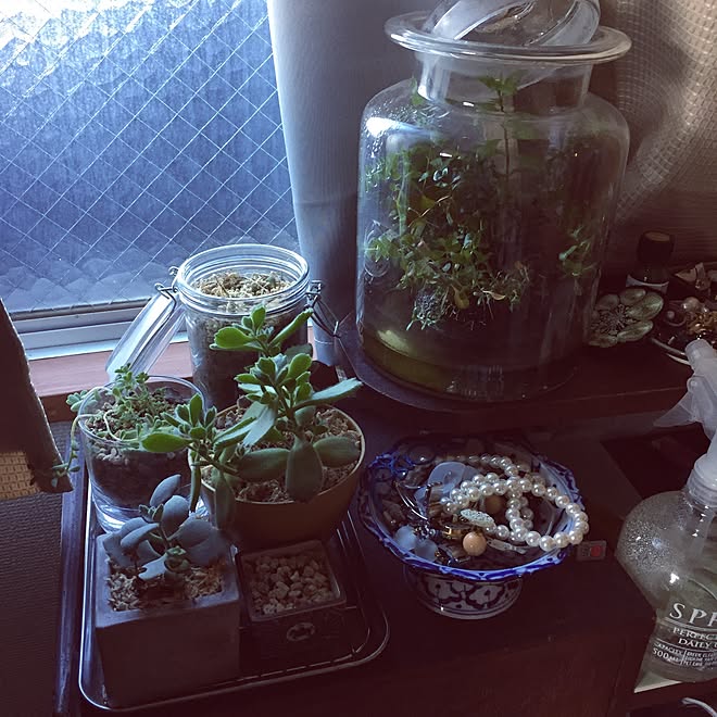 棚/観葉植物/100均/アンティーク/多肉植物&hellip;などのインテリア実例 20161116 102415 ｜ RoomClip