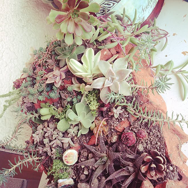 玄関/入り口/多肉植物/DIY/100均/雑貨のインテリア実例 - 2016-03-19 11:48:00