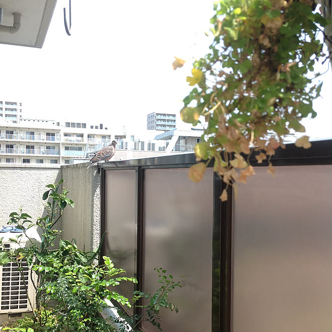 部屋全体/ゴミ屋敷のインテリア実例 - 2020-04-16 11:51:19