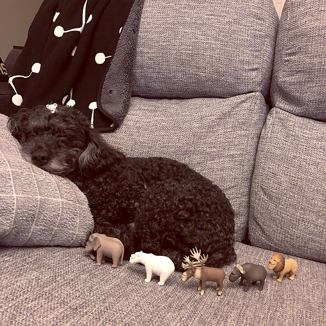 リビング いぬと暮らす トイプードルと暮らす しゃくれるプラネットのインテリア実例 19 02 10 23 35 35 Roomclip ルームクリップ